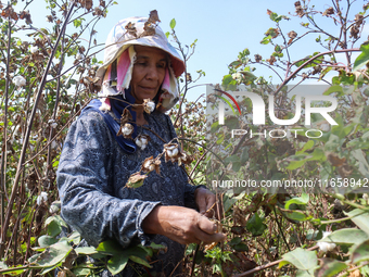 Egyptians harvest ''white gold'' cotton, and women and men participate in the harvest in Sharqia Governorate, Egypt, on October 12, 2024. (