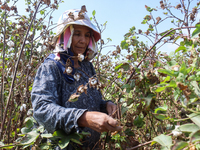 Egyptians harvest ''white gold'' cotton, and women and men participate in the harvest in Sharqia Governorate, Egypt, on October 12, 2024. (