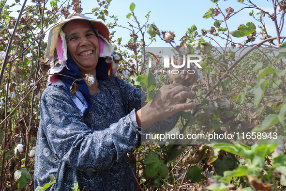 Egyptians harvest ''white gold'' cotton, and women and men participate in the harvest in Sharqia Governorate, Egypt, on October 12, 2024. 