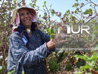 Egyptians harvest ''white gold'' cotton, and women and men participate in the harvest in Sharqia Governorate, Egypt, on October 12, 2024. (