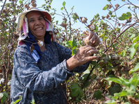 Egyptians harvest ''white gold'' cotton, and women and men participate in the harvest in Sharqia Governorate, Egypt, on October 12, 2024. (