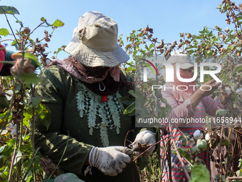 Egyptians harvest ''white gold'' cotton, and women and men participate in the harvest in Sharqia Governorate, Egypt, on October 12, 2024. (