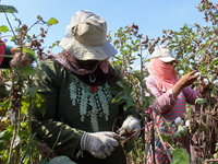 Egyptians harvest ''white gold'' cotton, and women and men participate in the harvest in Sharqia Governorate, Egypt, on October 12, 2024. (