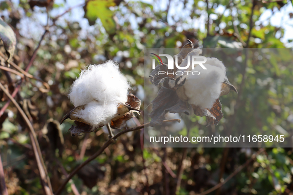 Egyptians harvest ''white gold'' cotton, and women and men participate in the harvest in Sharqia Governorate, Egypt, on October 12, 2024. 