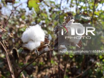 Egyptians harvest ''white gold'' cotton, and women and men participate in the harvest in Sharqia Governorate, Egypt, on October 12, 2024. (