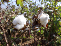 Egyptians harvest ''white gold'' cotton, and women and men participate in the harvest in Sharqia Governorate, Egypt, on October 12, 2024. (