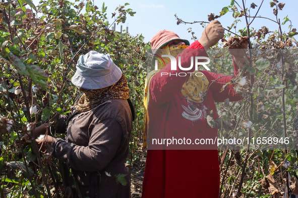 Egyptians harvest ''white gold'' cotton, and women and men participate in the harvest in Sharqia Governorate, Egypt, on October 12, 2024. 