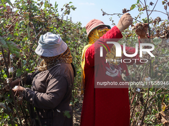 Egyptians harvest ''white gold'' cotton, and women and men participate in the harvest in Sharqia Governorate, Egypt, on October 12, 2024. (