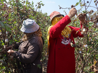 Egyptians harvest ''white gold'' cotton, and women and men participate in the harvest in Sharqia Governorate, Egypt, on October 12, 2024. (