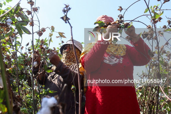 Egyptians harvest ''white gold'' cotton, and women and men participate in the harvest in Sharqia Governorate, Egypt, on October 12, 2024. 