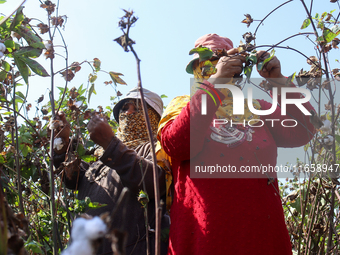 Egyptians harvest ''white gold'' cotton, and women and men participate in the harvest in Sharqia Governorate, Egypt, on October 12, 2024. (