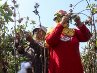 Egyptians harvest ''white gold'' cotton, and women and men participate in the harvest in Sharqia Governorate, Egypt, on October 12, 2024. (