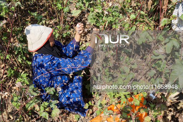 Egyptians harvest ''white gold'' cotton, and women and men participate in the harvest in Sharqia Governorate, Egypt, on October 12, 2024. 