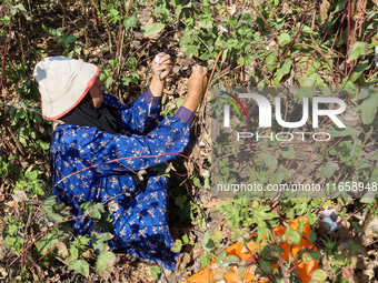 Egyptians harvest ''white gold'' cotton, and women and men participate in the harvest in Sharqia Governorate, Egypt, on October 12, 2024. (