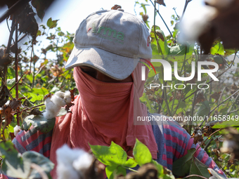 Egyptians harvest ''white gold'' cotton, and women and men participate in the harvest in Sharqia Governorate, Egypt, on October 12, 2024. (