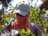 Egyptians harvest ''white gold'' cotton, and women and men participate in the harvest in Sharqia Governorate, Egypt, on October 12, 2024. (