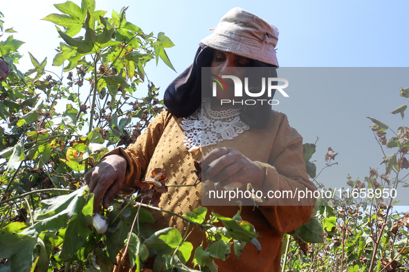 Egyptians harvest ''white gold'' cotton, and women and men participate in the harvest in Sharqia Governorate, Egypt, on October 12, 2024. 