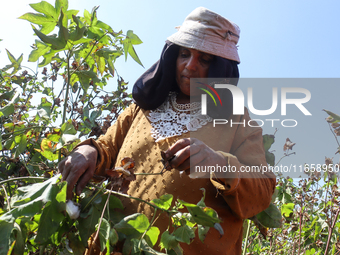 Egyptians harvest ''white gold'' cotton, and women and men participate in the harvest in Sharqia Governorate, Egypt, on October 12, 2024. (