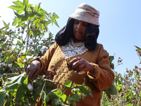 Egyptians harvest ''white gold'' cotton, and women and men participate in the harvest in Sharqia Governorate, Egypt, on October 12, 2024. (