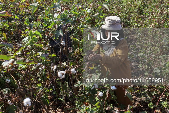 Egyptians harvest ''white gold'' cotton, and women and men participate in the harvest in Sharqia Governorate, Egypt, on October 12, 2024. 