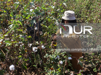 Egyptians harvest ''white gold'' cotton, and women and men participate in the harvest in Sharqia Governorate, Egypt, on October 12, 2024. (