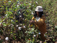 Egyptians harvest ''white gold'' cotton, and women and men participate in the harvest in Sharqia Governorate, Egypt, on October 12, 2024. (