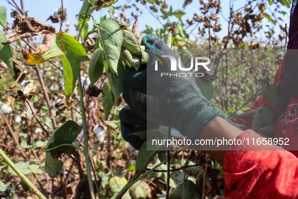 Egyptians harvest ''white gold'' cotton, and women and men participate in the harvest in Sharqia Governorate, Egypt, on October 12, 2024. 