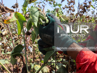 Egyptians harvest ''white gold'' cotton, and women and men participate in the harvest in Sharqia Governorate, Egypt, on October 12, 2024. (