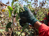 Egyptians harvest ''white gold'' cotton, and women and men participate in the harvest in Sharqia Governorate, Egypt, on October 12, 2024. (