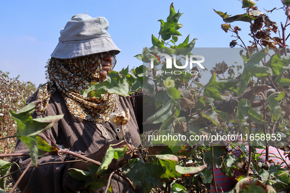 Egyptians harvest ''white gold'' cotton, and women and men participate in the harvest in Sharqia Governorate, Egypt, on October 12, 2024. 