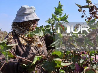 Egyptians harvest ''white gold'' cotton, and women and men participate in the harvest in Sharqia Governorate, Egypt, on October 12, 2024. (