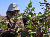 Egyptians harvest ''white gold'' cotton, and women and men participate in the harvest in Sharqia Governorate, Egypt, on October 12, 2024. (