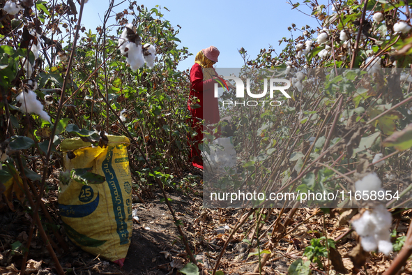 Egyptians harvest ''white gold'' cotton, and women and men participate in the harvest in Sharqia Governorate, Egypt, on October 12, 2024. 