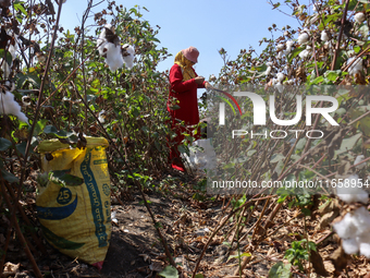 Egyptians harvest ''white gold'' cotton, and women and men participate in the harvest in Sharqia Governorate, Egypt, on October 12, 2024. (