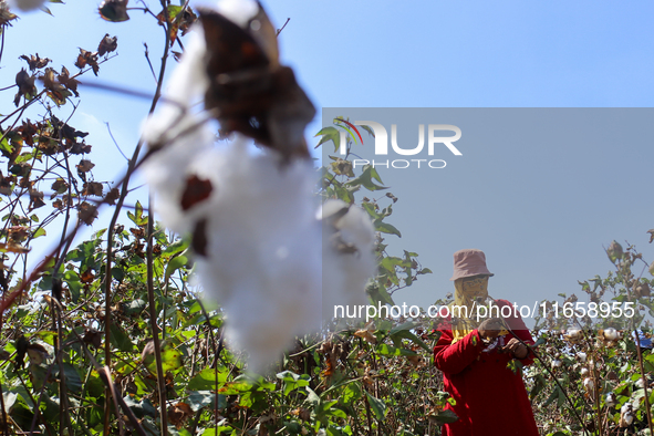 Egyptians harvest ''white gold'' cotton, and women and men participate in the harvest in Sharqia Governorate, Egypt, on October 12, 2024. 