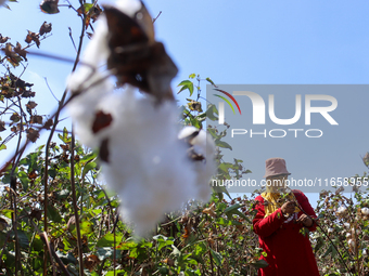 Egyptians harvest ''white gold'' cotton, and women and men participate in the harvest in Sharqia Governorate, Egypt, on October 12, 2024. (