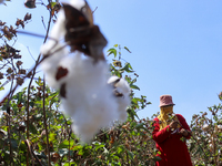 Egyptians harvest ''white gold'' cotton, and women and men participate in the harvest in Sharqia Governorate, Egypt, on October 12, 2024. (