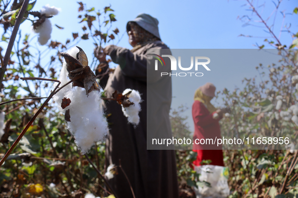 Egyptians harvest ''white gold'' cotton, and women and men participate in the harvest in Sharqia Governorate, Egypt, on October 12, 2024. 