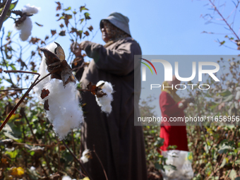 Egyptians harvest ''white gold'' cotton, and women and men participate in the harvest in Sharqia Governorate, Egypt, on October 12, 2024. (