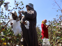 Egyptians harvest ''white gold'' cotton, and women and men participate in the harvest in Sharqia Governorate, Egypt, on October 12, 2024. (