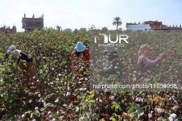 Egyptians harvest ''white gold'' cotton, and women and men participate in the harvest in Sharqia Governorate, Egypt, on October 12, 2024. 