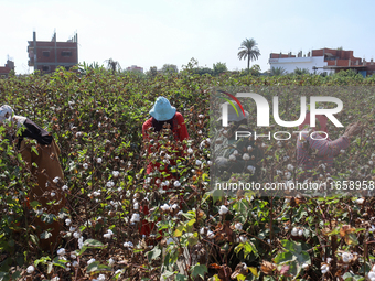 Egyptians harvest ''white gold'' cotton, and women and men participate in the harvest in Sharqia Governorate, Egypt, on October 12, 2024. (