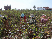 Egyptians harvest ''white gold'' cotton, and women and men participate in the harvest in Sharqia Governorate, Egypt, on October 12, 2024. (