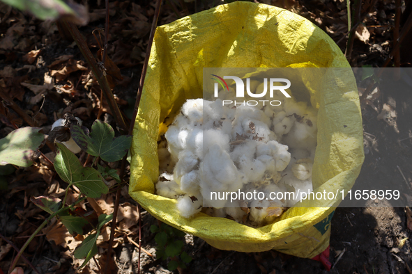 Egyptians harvest ''white gold'' cotton, and women and men participate in the harvest in Sharqia Governorate, Egypt, on October 12, 2024. 