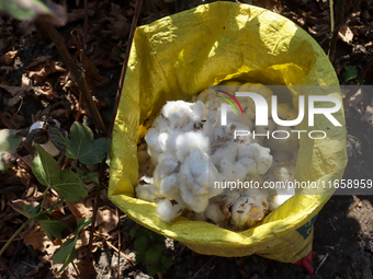 Egyptians harvest ''white gold'' cotton, and women and men participate in the harvest in Sharqia Governorate, Egypt, on October 12, 2024. (