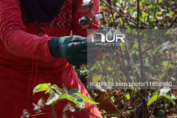 Egyptians harvest ''white gold'' cotton, and women and men participate in the harvest in Sharqia Governorate, Egypt, on October 12, 2024. 