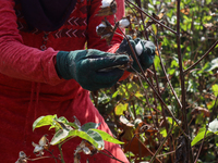 Egyptians harvest ''white gold'' cotton, and women and men participate in the harvest in Sharqia Governorate, Egypt, on October 12, 2024. (