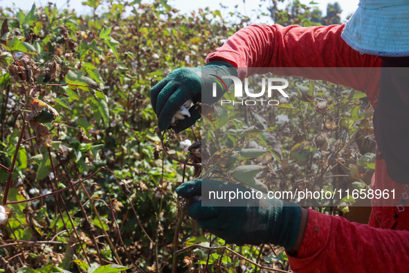 Egyptians harvest ''white gold'' cotton, and women and men participate in the harvest in Sharqia Governorate, Egypt, on October 12, 2024. 