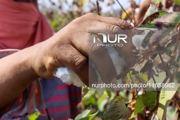 Egyptians harvest ''white gold'' cotton, and women and men participate in the harvest in Sharqia Governorate, Egypt, on October 12, 2024. 