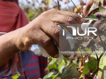 Egyptians harvest ''white gold'' cotton, and women and men participate in the harvest in Sharqia Governorate, Egypt, on October 12, 2024. (